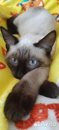 Сиамский кот вязка