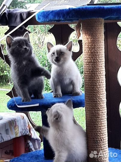 Милые добрые котята