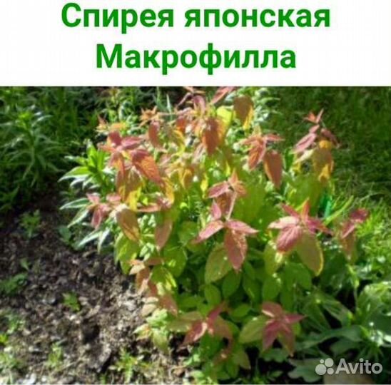 Спирея Грефшайм,Меджик Карпет,Литл Принцесс,Голден