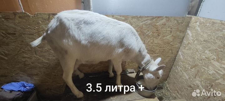 Зааненские козы дойные