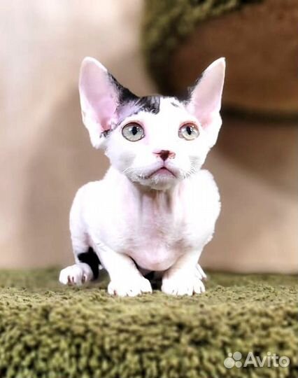 Котята девон-рекс