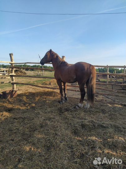 Жеребец на племя