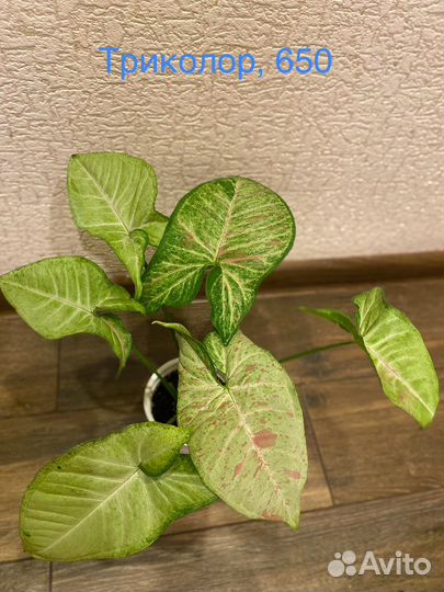 Фикус бенджамина