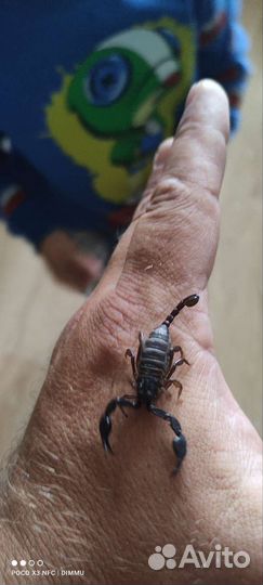 Скорпионы, палочники, сколопендры, тараканы