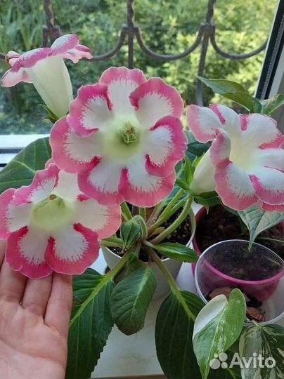 Глоксинии сортовые