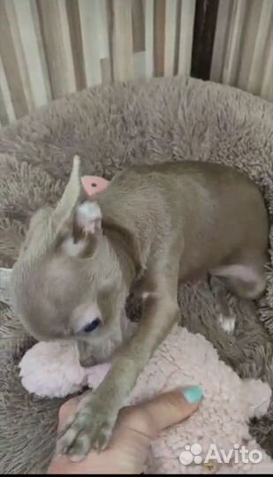 Передержка животных/Зоогостиница для собак и кошек