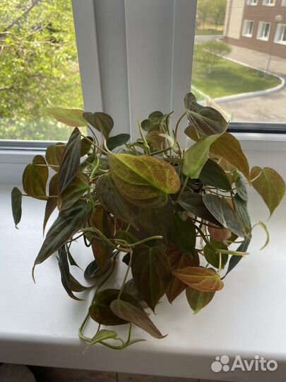 Филодендрон миканс