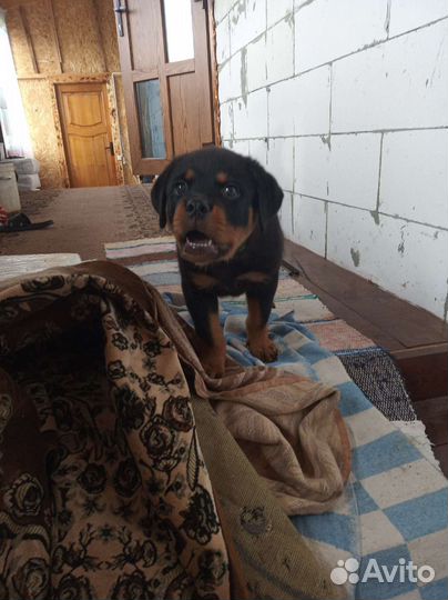 Щенки ротвейлера