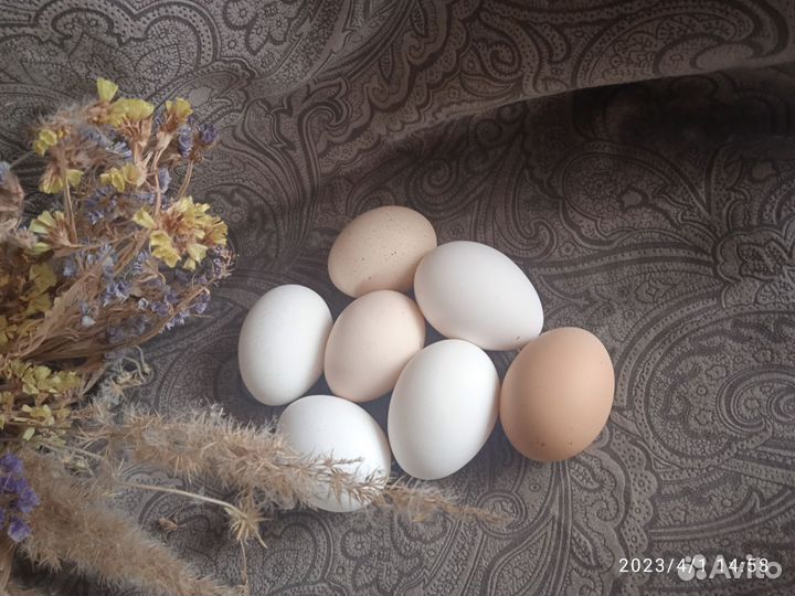 Домашние куриные яйца