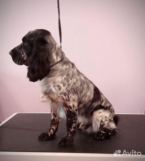 Русский охотничий спаниель вязка