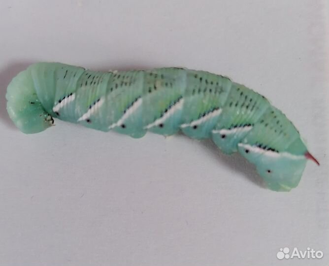 Корм для рептилий- мыши, сверчки, тараканы,бражник