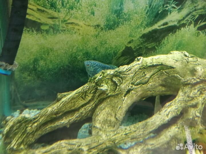 Аквариум с рыбками