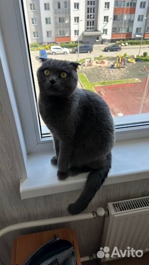 Шотландский кот