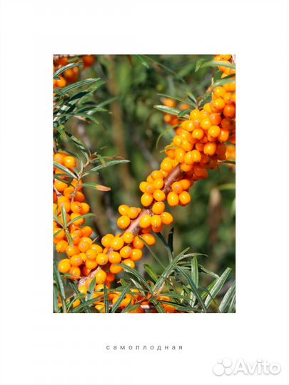 Голубика, клюква, смородина, вишня, облепиха, ирга