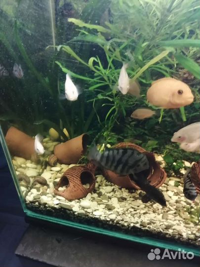 Аквариумные рыбки цихлида. Цена за всех