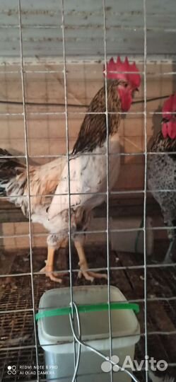 Молодые петухи