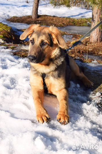 Щенок мальчик Рекс 6 мес