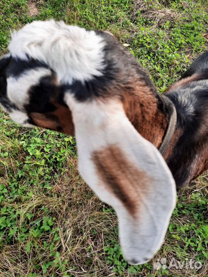 Англо-нубийская коза