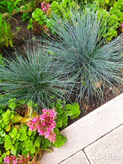 Овсянница Колосняк