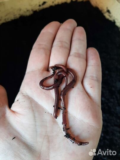 Красный калифорнийский Червь для рыбалки