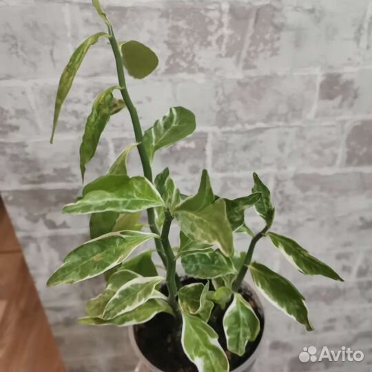 Педилантус