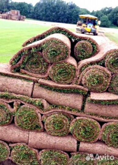 Рулонный газон