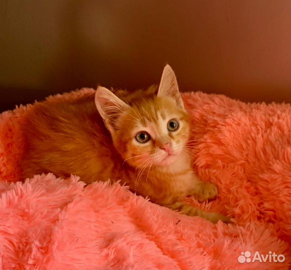 Котёнок девочка 3 месяца в добрые руки