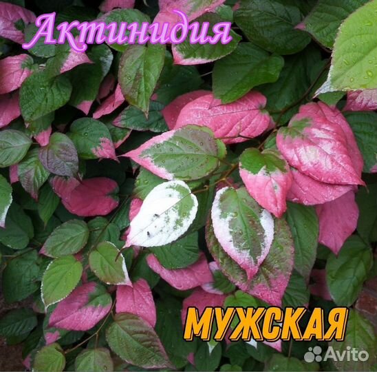 Саженцы актинидии и кизила