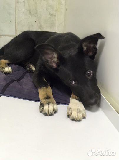 Щенок девочка В добрые руки