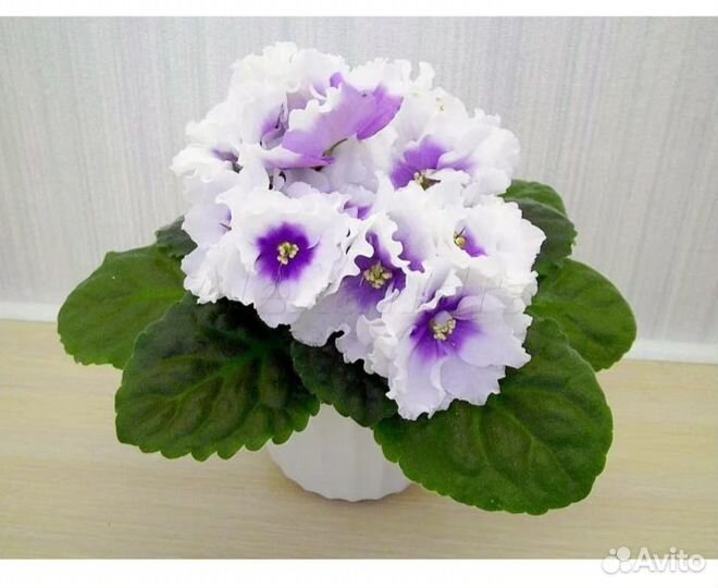 Детки сортовых фиалок