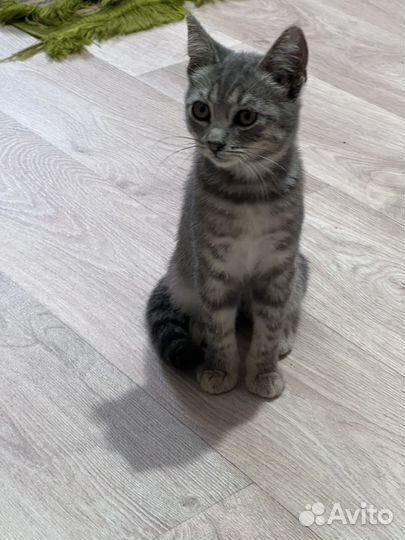 Котенок