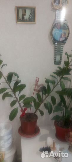 Комнатные цветы