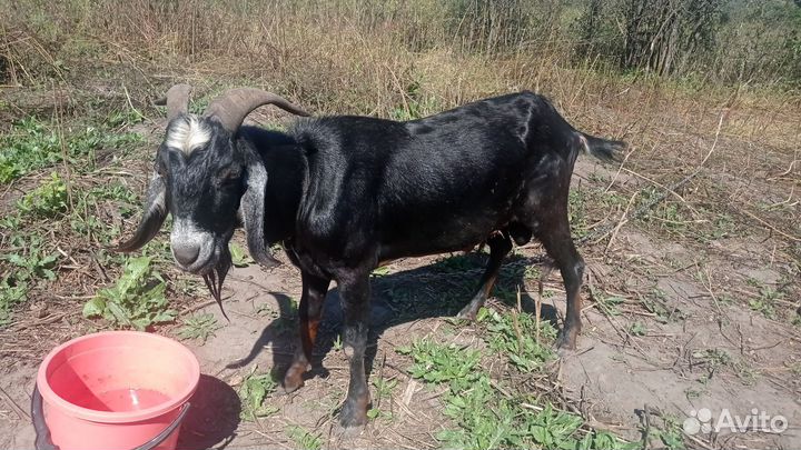 Англо нубийский козел