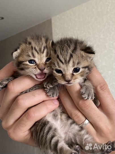 Шотландские котята