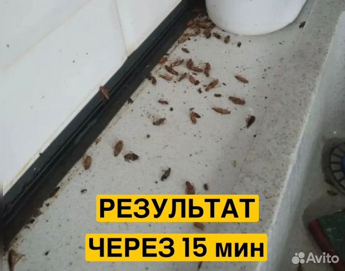 Уничтожение клопов тараканов плесени крыс мышей