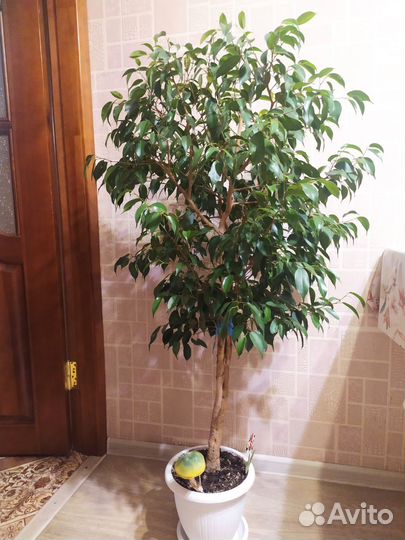 Фикус Бенджамина