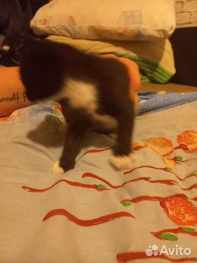 Котёнок девочка