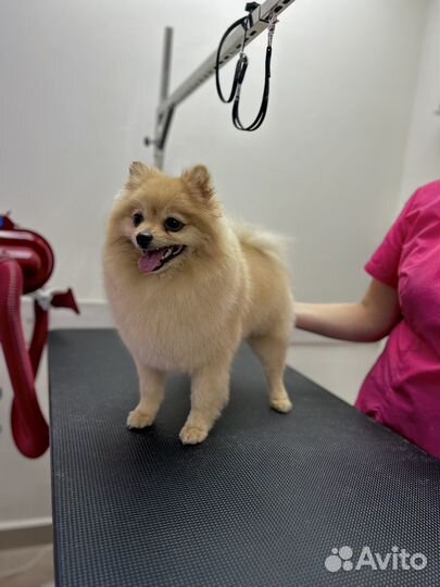 Стрижка собак и кошек в Щёлково