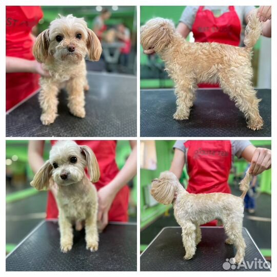 Стрижка собак и кошек на дому