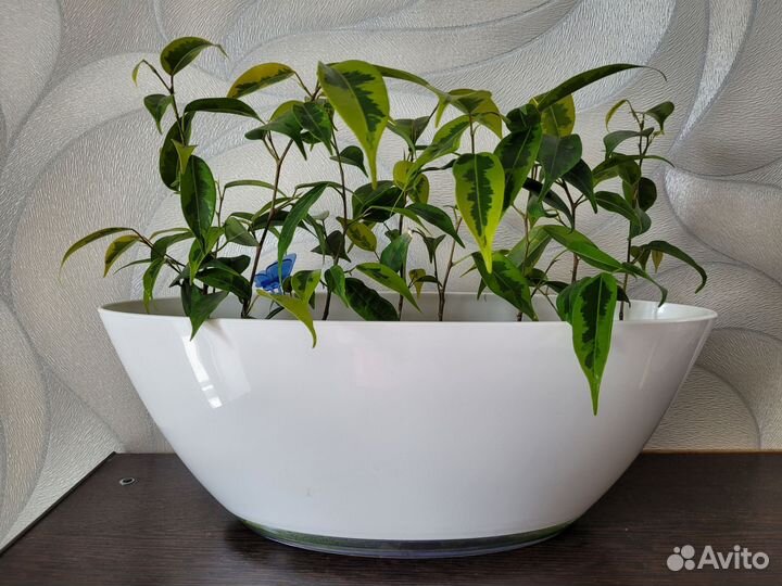 Фикус Регидан