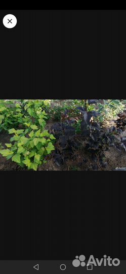 Пузыреплодник 2х летки диабло и ауреа