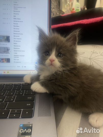 Котята мейкун