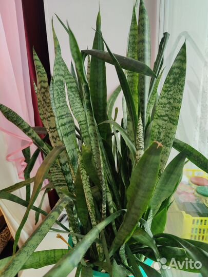 Сансевиерия