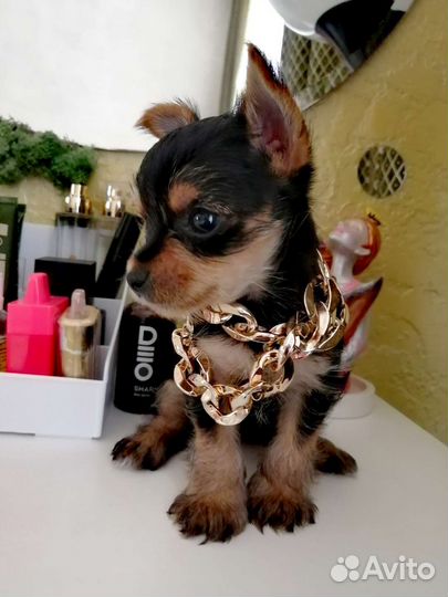 Йоркширский терьер micro