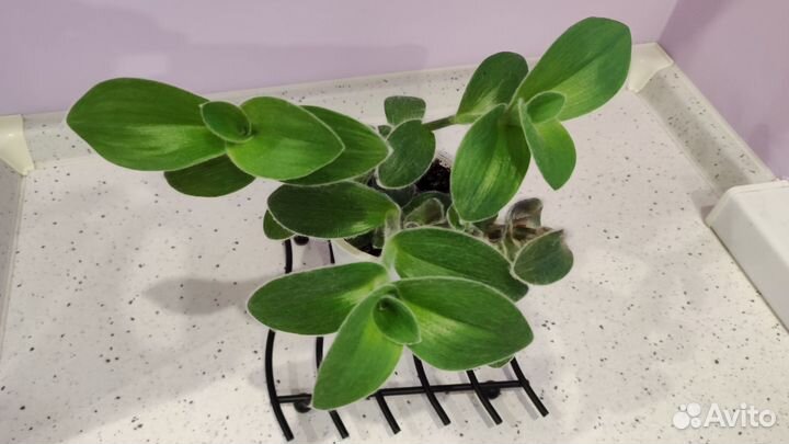 Традесканция войлочная силламонтана