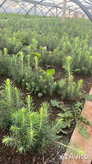 Сеянцы ели окс от производителя