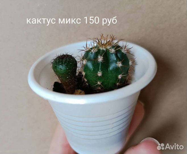 Суккуленты,есть новинки