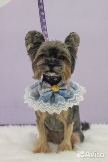 Стрижка собак на обьгэс