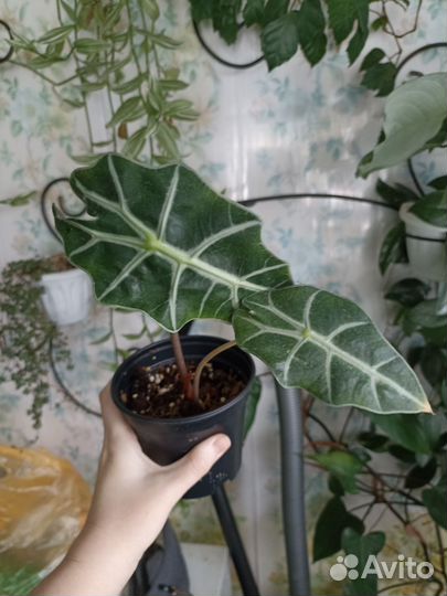 Комнатные цветы