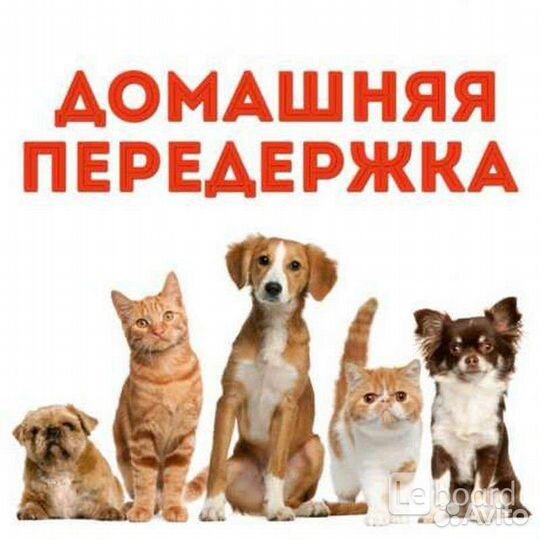 Домашняя передержка животных в Дубне